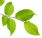 leaf top