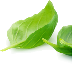 leaf bottom