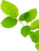 leaf right
