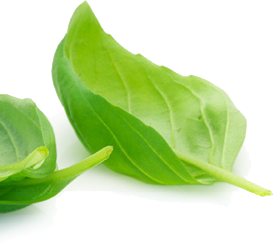 leaf bottom