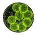Algi