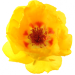 Portulaka Wielkokwiatowa