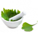 Ginkgo Biloba