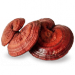Lakownica żółtawa