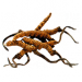 Kordyceps (maczużnik) chiński
