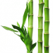 Bambus