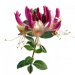 Wiciokrzew