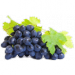 Winorośl właściwa