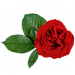 Róża