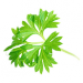 Bylica
