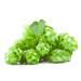 Chmiel zwyczajny