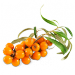 Rokitnik