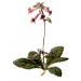 Rehmannia