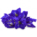 Czarnuszka siewna