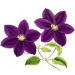 Powojnik