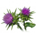 Szczodrak krokoszowaty