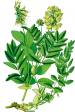 Traganek