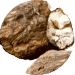 Wolfiporia extensa